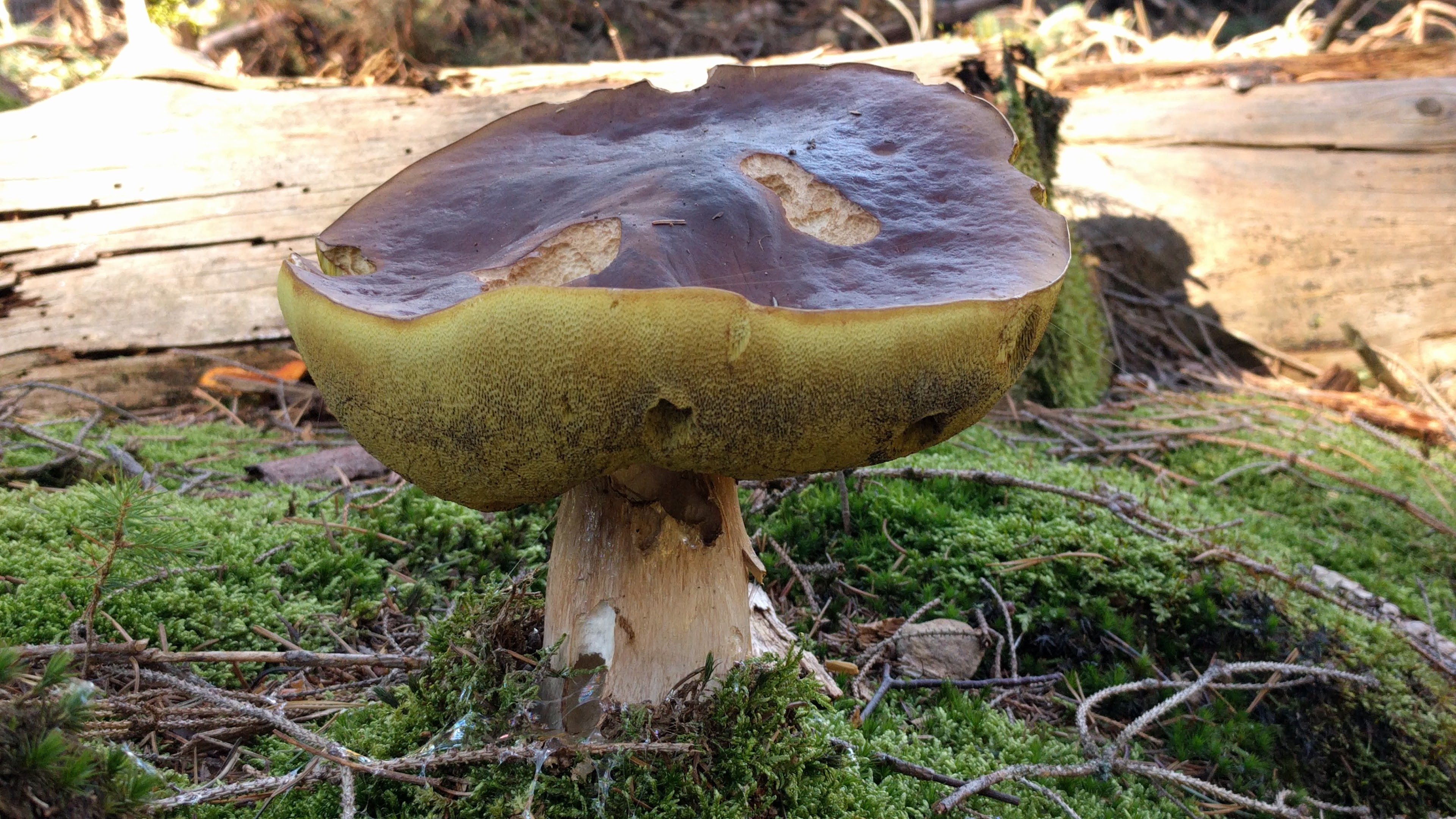Steinpilz - Boletus Edulis